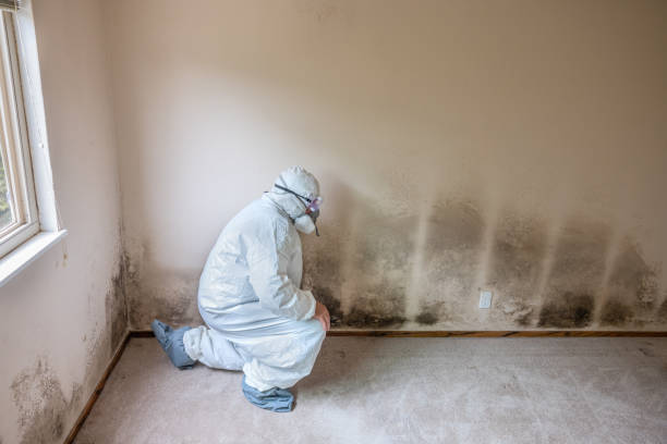 Certified Mold Removal in Southern View, IL